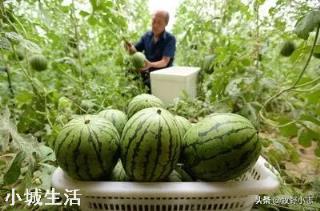 醋可以让西瓜增产丰收吗？为什么？