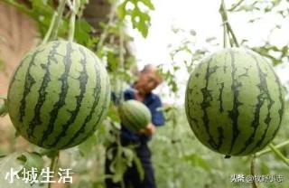 醋可以让西瓜增产丰收吗？为什么？