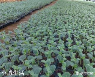醋可以让西瓜增产丰收吗？为什么？