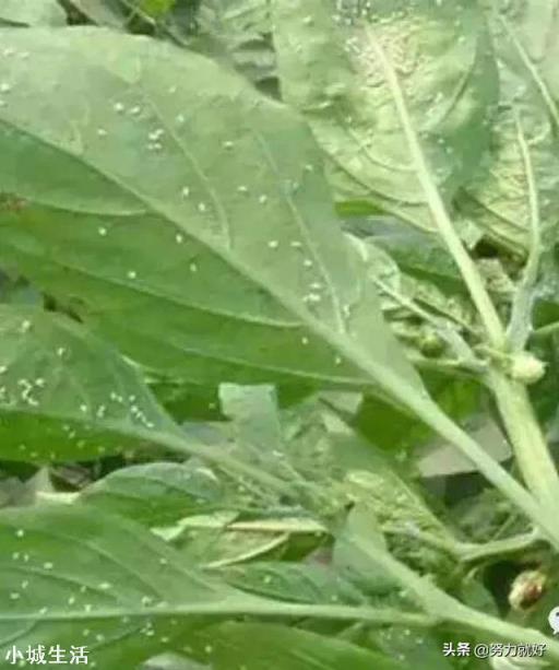 辣椒种植会有哪些害虫，需要注意什么？