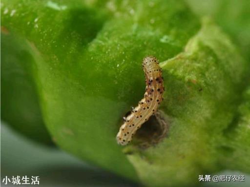 辣椒种植会有哪些害虫，需要注意什么？