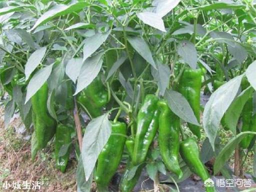 辣椒种植会有哪些害虫，需要注意什么？