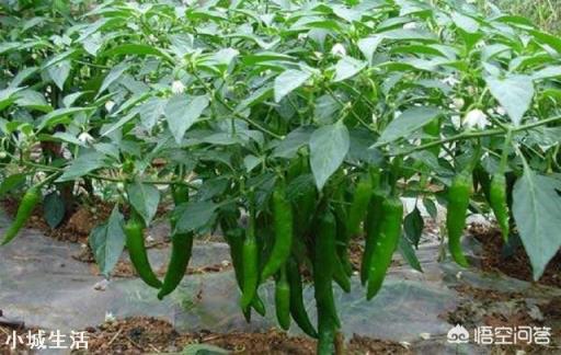 辣椒种植会有哪些害虫，需要注意什么？