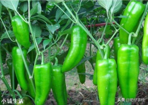 辣椒种植会有哪些害虫，需要注意什么？