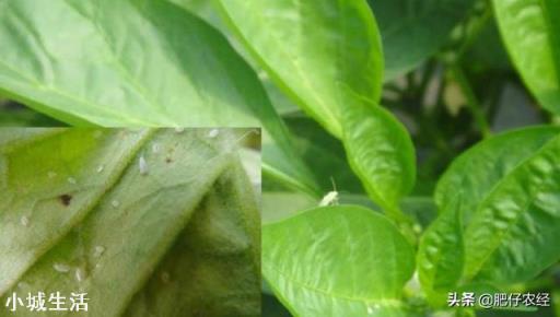 辣椒种植会有哪些害虫，需要注意什么？