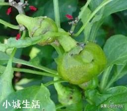 辣椒种植会有哪些害虫，需要注意什么？