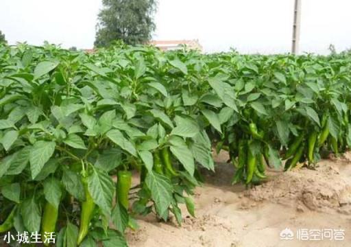 辣椒种植会有哪些害虫，需要注意什么？