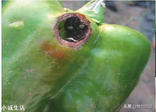 辣椒种植会有哪些害虫，需要注意什么？