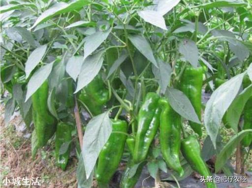 辣椒种植会有哪些害虫，需要注意什么？