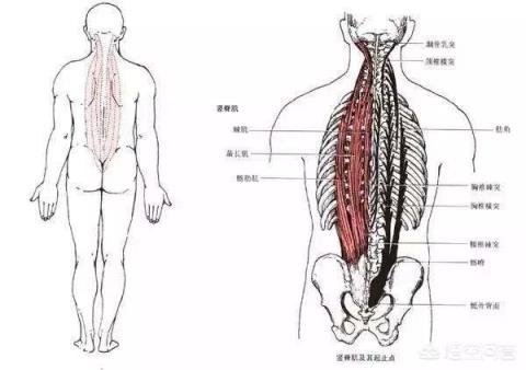 健身练哪部分肌肉会让人变得挺拔？