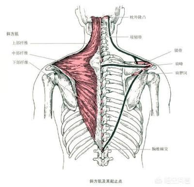 健身练哪部分肌肉会让人变得挺拔？