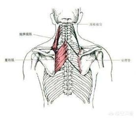 健身练哪部分肌肉会让人变得挺拔？
