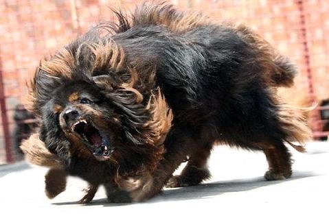 藏獒是怎么训练出来的?藏獒训练方法!