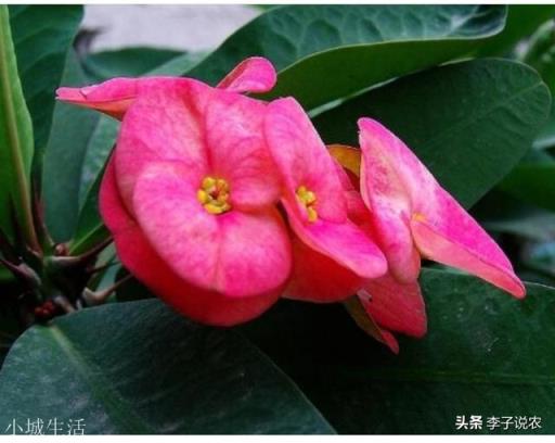 “好男不娶虎刺梅，好女不嫁流光锤”，什么是虎刺梅流光锤？