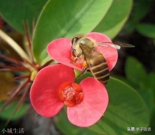 “好男不娶虎刺梅，好女不嫁流光锤”，什么是虎刺梅流光锤？