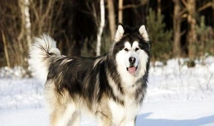 阿拉斯加在家里隨地大小便怎么辦?阿拉斯加犬大小便訓練!
