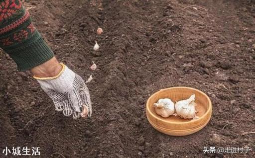 农作物蒜苗，在冬季如何安全的越冬？