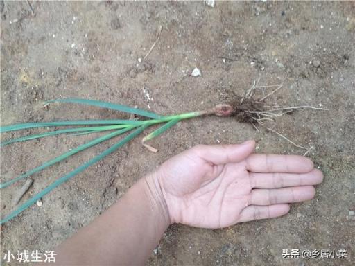 农作物蒜苗，在冬季如何安全的越冬？