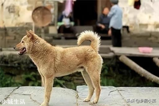 农村三霸：土狗、公鸡、大鹅，谁才是最厉害的？