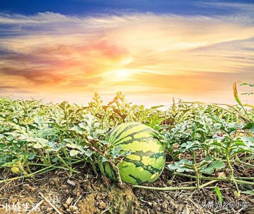 在果园里养鹅用来除草，有哪些利弊？