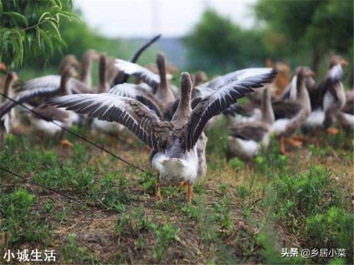在果园里养鹅用来除草，有哪些利弊？