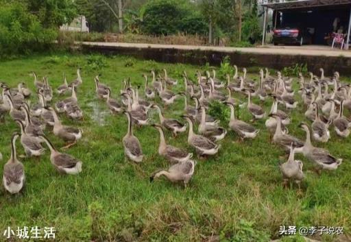 在果园里养鹅用来除草，有哪些利弊？