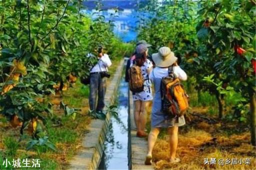 在果园里养鹅用来除草，有哪些利弊？