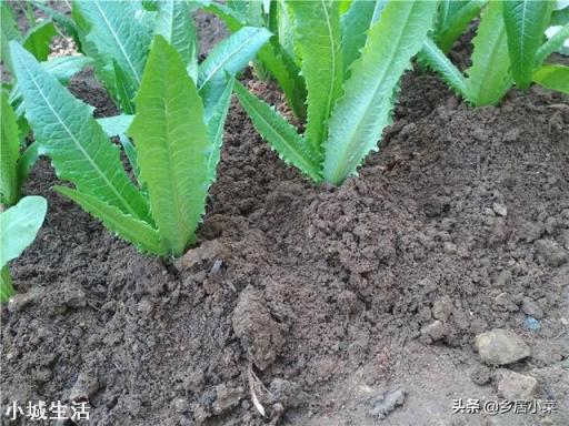 现在种什么菜好?