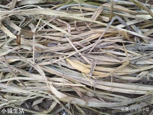 现在种什么菜好?