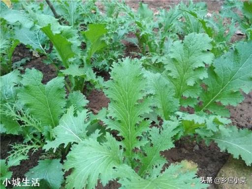 现在种什么菜好?