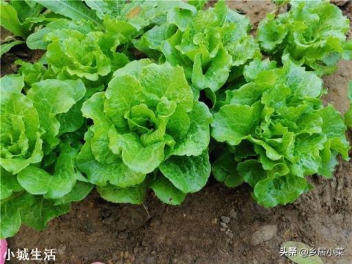 现在种什么菜好?