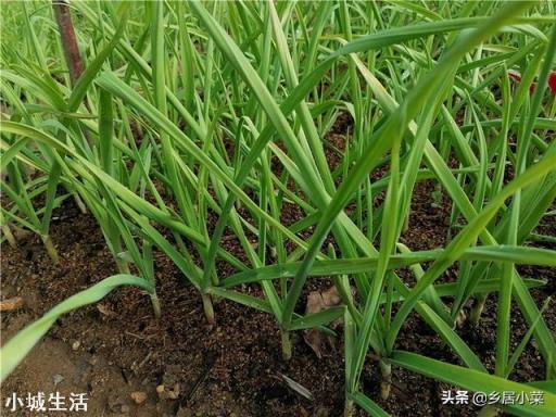 茄子种在什么茬口地不死秧子或不得病虫害？