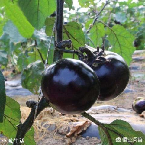 茄子种在什么茬口地不死秧子或不得病虫害？