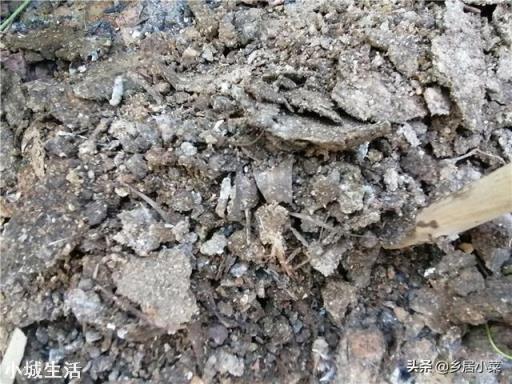茄子种在什么茬口地不死秧子或不得病虫害？