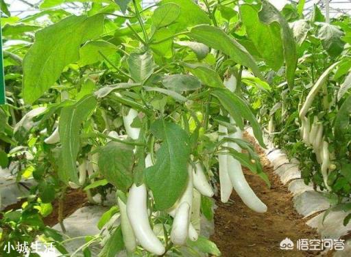 茄子种在什么茬口地不死秧子或不得病虫害？