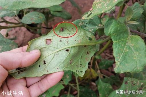 茄子种在什么茬口地不死秧子或不得病虫害？