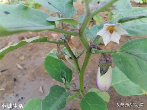 茄子种在什么茬口地不死秧子或不得病虫害？