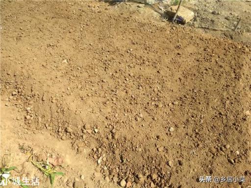 茄子种在什么茬口地不死秧子或不得病虫害？