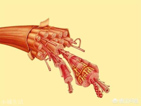 人站在原地手提一桶水，理论上未做功，为什么人还有能量消耗？