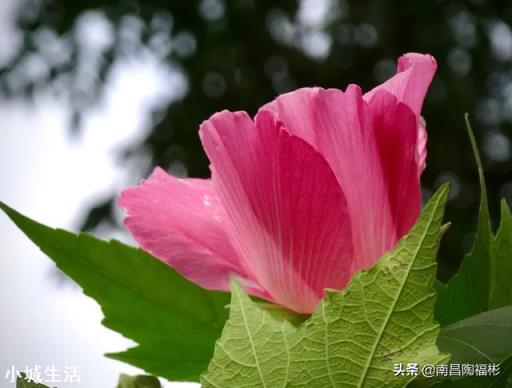 手机现在的功能这么多，还有人买平板电脑吗？