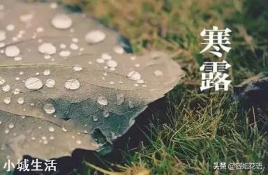 为什么说八月寒露抢着种地？