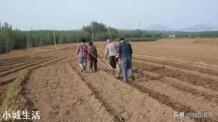 为什么说八月寒露抢着种地？