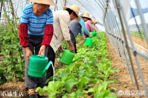 种植农作物能彻底摆脱化肥吗？
