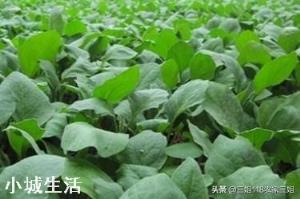 种植农作物能彻底摆脱化肥吗？