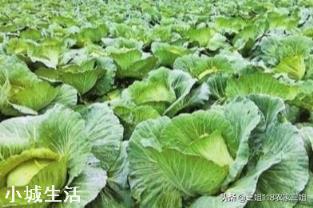 种植农作物能彻底摆脱化肥吗？