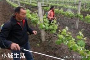 种植农作物能彻底摆脱化肥吗？