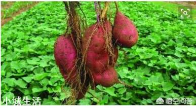 農(nóng)村老人說紅薯高產(chǎn)不用水，種紅薯真的不用澆水嗎？