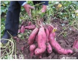 農(nóng)村老人說紅薯高產(chǎn)不用水，種紅薯真的不用澆水嗎？