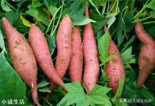 雨水太多对红薯有什么影响？
