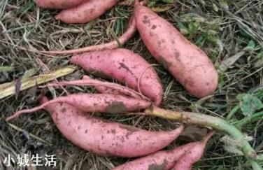 雨水太多对红薯有什么影响？